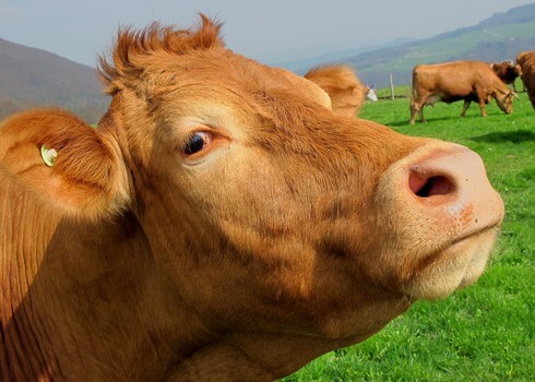 brown-cow-mammal-animal-63246-medium