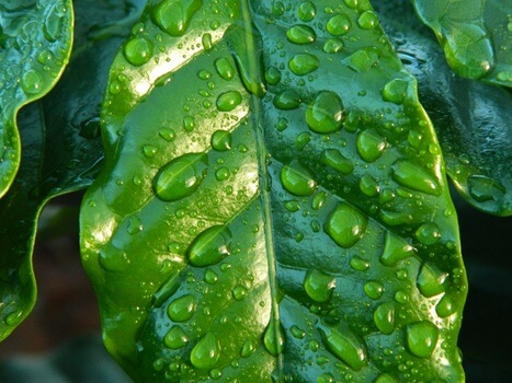 leaf-rain-coffee-water-38435-medium
