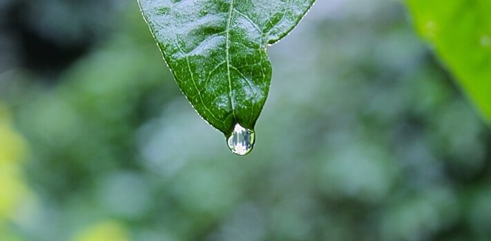 nature-plant-leaf-rain-medium